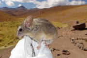 標高6739mの山頂にネズミ　塗り替わった生息地の最高記録