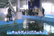 愛媛県・岩松川に現れたジンベエザメ死ぬ 　10月まで大阪の海遊館で飼育の「海くん」と判明　11/6