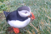アイスランドのパフィンが、小枝で体をかきかき…道具を使う海鳥の初めての記録