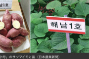 韓国でサツマイモ「べにはるか」が無断栽培　韓国内のサツマイモ栽培面積の4割が「べにはるか」に…