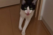 【再掲】玄関開けたら○秒でにゃんこ♪