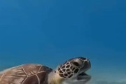 【動画】ウミガメ、ブチギレる
