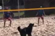 【イヌ】 砂浜で「ビーチバレー」をやってみた。犬も参加する → 勝負はこうなった…