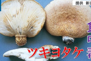 上越市の男性、ヒラタケと間違え「ツキヨタケ」食べ食中毒