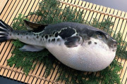 外国人「日本食のフグは食べてみる価値ある？体験談を聞かせて」