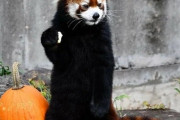レッサーパンダ、ハロウィンのカボチャと闘う