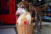 コロンビアの街中で食料品を配達する犬が賢くて可愛すぎｗｗｗｗ