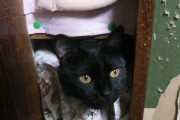 みんなの所の黒猫ってお利口？うちのはどう贔屓目で見ても馬鹿…。