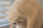 【ねこGIF】カーテンを閉めたいご主人とニャルソックがしたい猫さん…両者一歩も譲りませんwww
