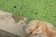 うちのイヌは芝生と勘違いしたようです…