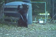 【動画】ヒグマさん、股間にロープが直撃して悶絶してしまう