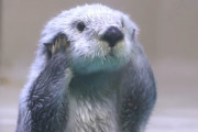 輸入禁止になり、日本の水族館にもう4頭しかいないラッコ「見られるうちに見た方がいい」