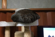 【ねこ画像】キャットタワーに謎めいたふわふわの丸い塊が…振り向いたら猫さんでしたねwww
