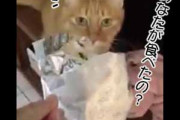 【犯人はネコ？】 床に「クッキーの空き袋」が落ちていた。うちには猫と犬がいる。誰が食べたの？ まずは猫に聞いてみた → すると…