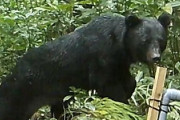 【速報】日本クマ軍、ガチで強制動員が掛かっている模様「絶滅したとされる伝説の熊が出没」