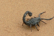 【アメリカ】ラスベガスのホテルで就寝中だった男性、サソリに睾丸を刺される