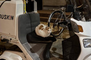 【画像】暇だから深夜徘徊に出たら野良猫がバイク乗ってたｗｗｗｗｗｗｗｗｗｗｗｗｗｗｗｗｗｗｗｗｗｗｗｗｗｗｗｗｗｗｗｗ