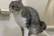 【動画】猫さん、トイレをするだけでバズるｗｗｗｗｗｗｗｗｗｗ