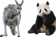 先史時代を生きた巨大カンガルーとジャイアントパンダにはユニークな共通点があった