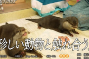 乃木坂ちゃん、珍しい動物と触れ合う！！！【乃木坂46】