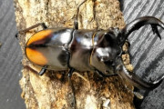 【画像】セアカフタマタクワガタ買ったで