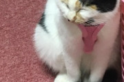 【ねこ画像】家に押しかけて見事に保護してもらった猫さん…お風呂に入れてもらって美人さんになりましたwww