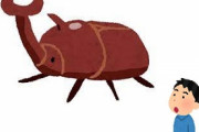 【画像】ゲーセンででっかいカブトムシ取ったｗｗｗｗｗｗｗｗｗｗｗｗｗ