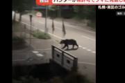 ハンターが無許可でヒグマに発砲し駆除、札幌のゴルフ場で緊急措置…鳥獣保護管理法違反の可能性！