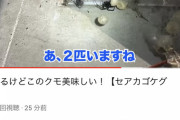 【炎上】生き物系YouTuberさん、セアカゴケグモを食べてしまう…