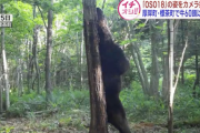 令和最強のヒグマ『OSO18』新たな鮮明写真が公開される