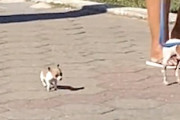 【11秒】あまりにも小さいワンちゃんのお散歩が可愛すぎる(*´д｀*)