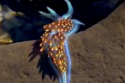 【動画】世界で一番美しいと言われていう海のナメクジ