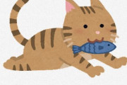 ネコ「砂漠生まれですがマグロ大好きです。」 ← なぜなのか？