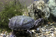 【画像あり】ワイの亀、迫力満点