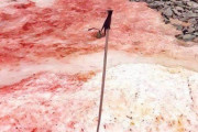 【ラズベリー・スノー】不気味な「血の雪」　南極基地周辺に広がる異常事態 （写真あり）