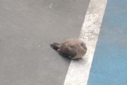 【悲報】謎鳥さん、寒すぎてパンパンに膨れてしまうｗｗｗｗｗｗｗ