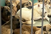 【デマ】不幸な犬猫を救うNPO「茨城のセンターが過密状態で大変な事に」 ネット民「こんなに広い空間なことをなぜ隠すんですか？」