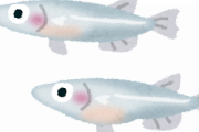 新種のメダカさん、凄まじい名前を付けられてしまうｗｗｗｗｗｗｗ