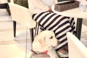 盲導犬って、お店に入ったらどうするかってご存知ですか？歩き回ると思われるかも知れませんが、