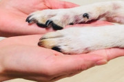 【ペット】私が落ち込むと犬が気を使って肉球を差し出してくる　肉球を触られるのが超嫌いなのに