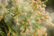 【悲報】都内でスギ花粉の飛散開始！今年もきてしまった・・・