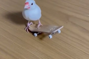 【衝撃動画】鳥さん、スケボーで遊べる