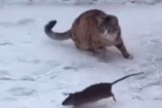 【動画】ネズミさん、ドヤ顔で出てきて猫さんに追いかけられてしまうw w w w w