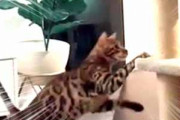【ネコ】 飼い主がキャットタワーを移動する。ちょっ！ 持って行かないで！ → 猫、あせります…