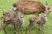 【朗報】奈良のシカ、遺伝子が唯一無二だった