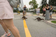 35歳で親と同居　シンガポールのカワウソの生き残り戦略