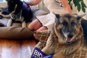 ホワイトハウスにまた犬が戻ってくる！ジョー・バイデンの飼い犬、2匹のジャーマンシェパードに注目が集まる