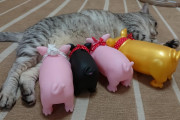 ねこ「おっ！子豚がおるやんけ！」