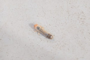 ベランダに何かの幼虫がいるんだが