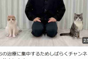 ギネス猫のYouTube「もちまる日記」今年2度目の投稿休止、5度の嘔吐で検査と治療に専念
